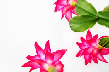 beyaz bir pencere eşik üzerinde bahar çuha çiçeği, beyaz bir arka planda