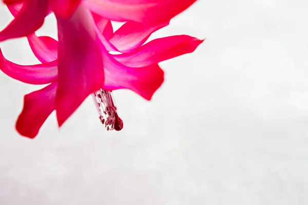 Spring border background with a pink blossom — Stock Photo, Image