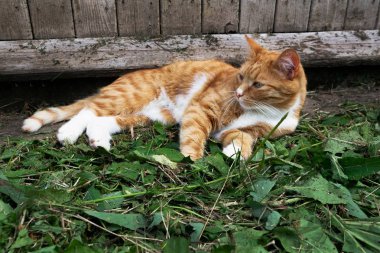 Zencefil mutlu kedi yatıyor üzerinde bu yeşil çim