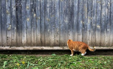Zencefil kedi bir fare üzerinde yeşil çim için öğleden sonra seyir