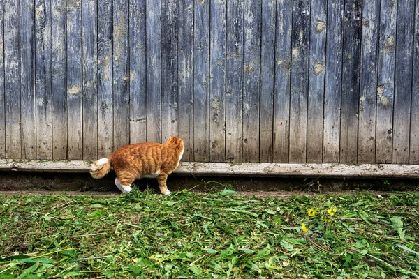 Röd katt jagar en mus på gatan mot väggen i ett hus på landet — Stockfoto