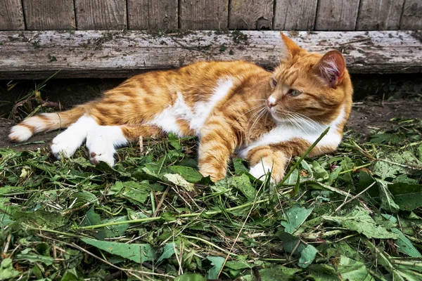 Red Cat gelukkig liggend op het groene gras thuis — Stockfoto