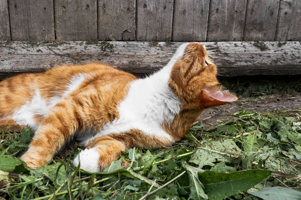 ginger happy cat lies on green grass