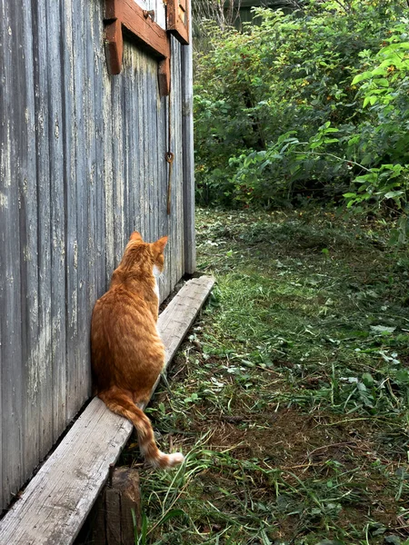여름에 집에 앉아있는 빨간 고양이 — 스톡 사진