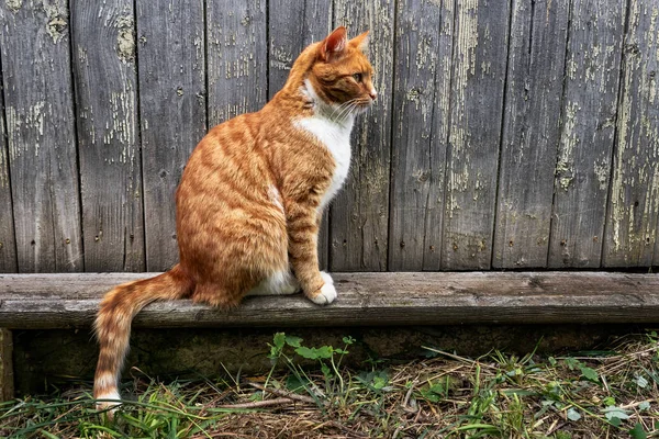 Lugn röd katt sitter och ser hemma — Stockfoto