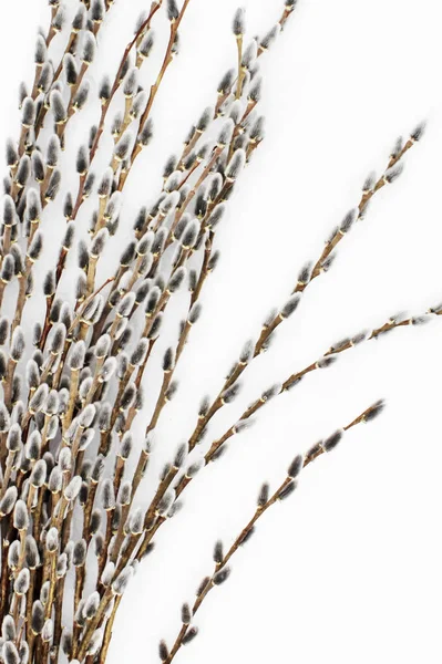 Frische Weiden geschnitten und auf dem Schnee liegend — Stockfoto