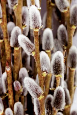 gri memeler Kabarık Willows yakın çekim dikey çerçeve Paskalya kartı