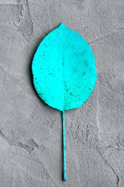 gri alçı arka planda mavi renkli sonbahar yaprağı