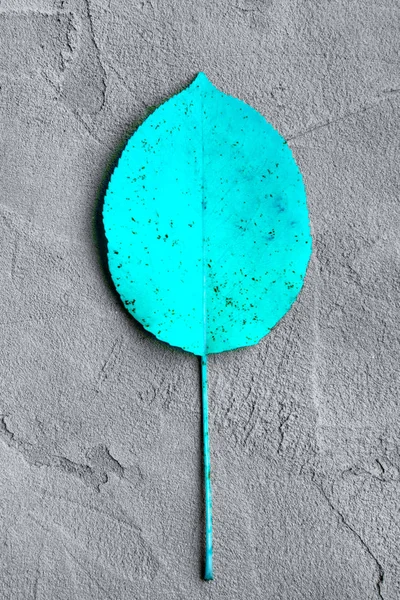 Μπλε χρώμα του φθινοπώρου φύλλο σε ένα γκρίζο φόντο γύψο — Φωτογραφία Αρχείου