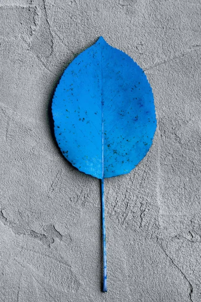 Feuille d'automne de couleur bleue sur un fond de plâtre gris — Photo