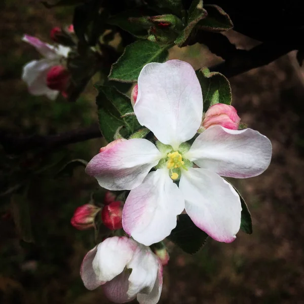 Belas árvores de maçã florescendo no parque de primavera perto — Fotografia de Stock