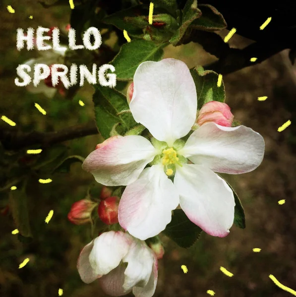 Closeup of apple flower with white and pink petals in the sun, spring concept — Stock Photo, Image