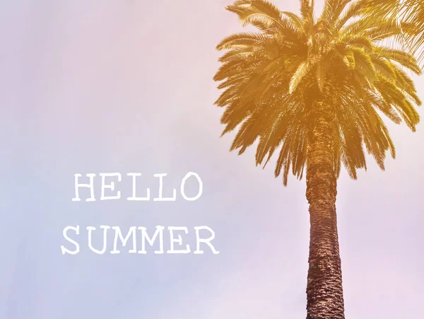 Palmera alta con hermosas hojas contra el cielo del atardecer, discripción Hello summer —  Fotos de Stock