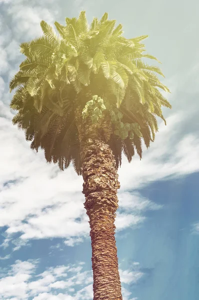 Verano tropical fondo alta palmera contra un cielo azul con nubes en la luz del sol —  Fotos de Stock