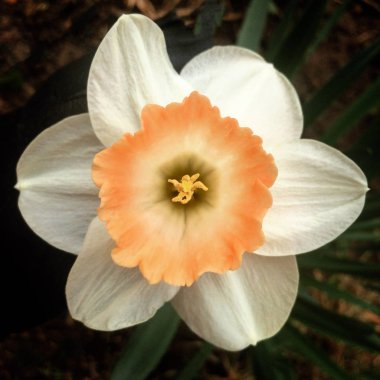 koyu arka plan üzerinde turuncu orta ile yakın çekim narcissus çiçek