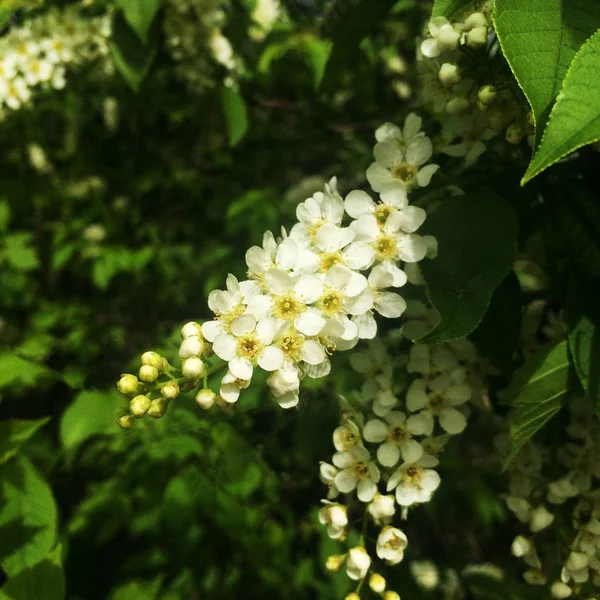 Flowers bird cherry tree. Blossoming blooming bird cherry against a green background