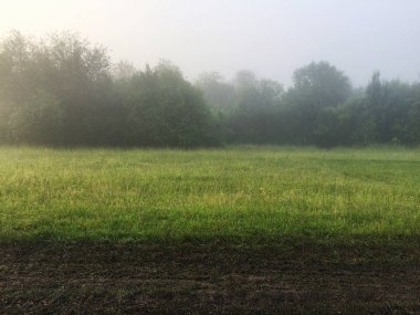 yaz aylarında gün doğumunda ağaçlar ile yeşil alanda yoğun sis manzara