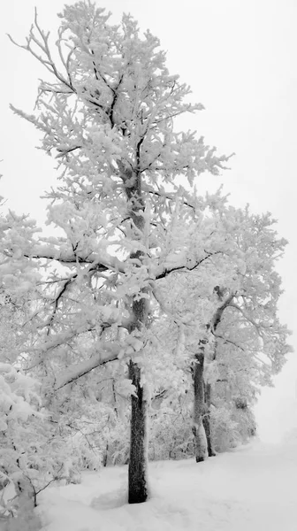 在薄雾的寒冷日，山上的树木结霜的老树 — 图库照片