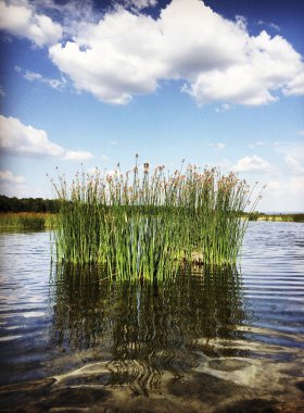 mavi gökyüzünde saz çalı ve bulutlar bir ada ile göl