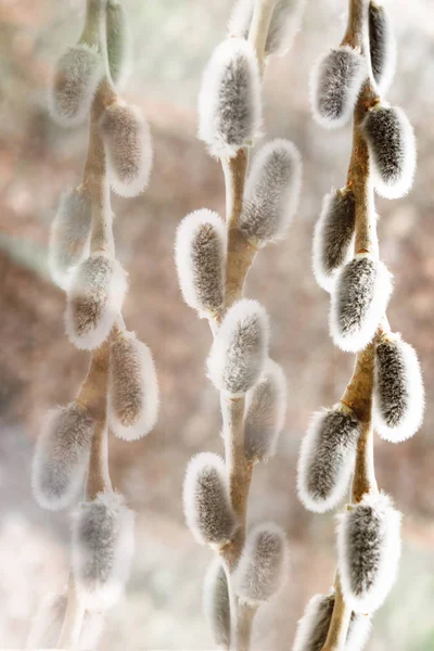 Sprig de salgueiros fofos em um fundo leve, o conceito de Páscoa religiosa — Fotografia de Stock