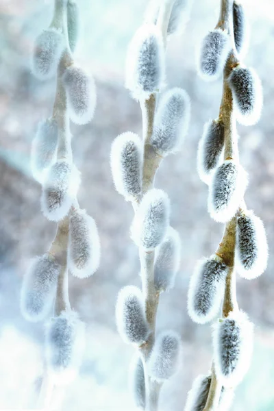 soft focus Sprig of fluffy willows on a light background, the concept of religious Easter