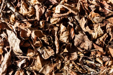 Sonbahar arkaplan dokusunda solmuş ağaç yaprakları