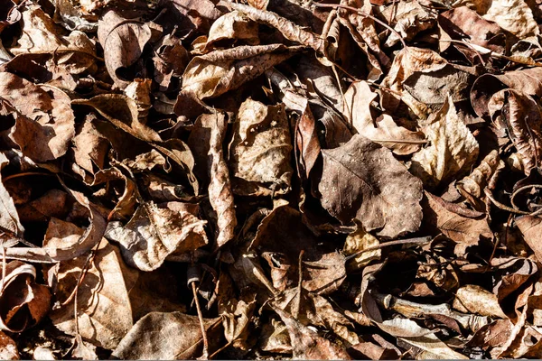 Folhas caídas murchas de árvores no outono textura de fundo — Fotografia de Stock