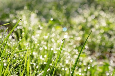güneşte parlak çiy damlaları ile çim bir bıçak yakın