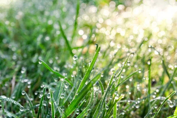 Hierba fresca verde en gotas de rocío fresco por la mañana — Foto de Stock
