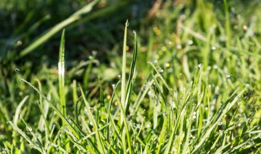 Güneş ışığında su damlacıkları ile taze ot