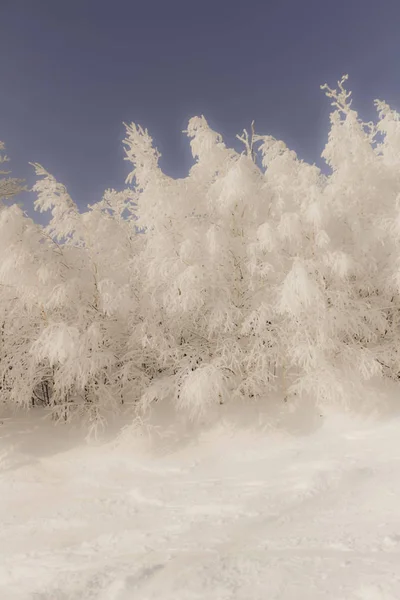 Verschwommene Winterlandschaft, schnee- und frostbedeckte Bäume vor blauem Himmel, Winterzeit und verschneiter Raum, Konzept für das neue Jahr und die Weihnachtsfeiertage — Stockfoto
