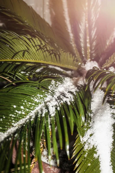 Крупным планом пальмовые листья, покрытые снегом, тонизирующие, горшок с комнатной пальмой, непредвиденная погода, климатическое охлаждение, уход за внутренними цветами, тропическая пальма, листья декоративной пальмовой крышки — стоковое фото