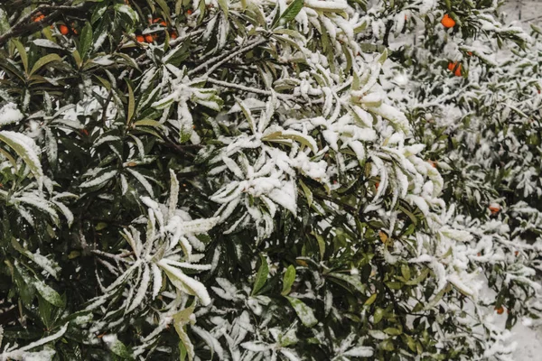 Мандарины и мадарины, покрытые снегом, снегопад в Средиземном море, листва медларов в снегу — стоковое фото