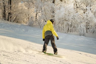 arkadan fotoğraf, snowboarder karla kaplı ağaçlara karşı tepeden aşağı yuvarlanıyor