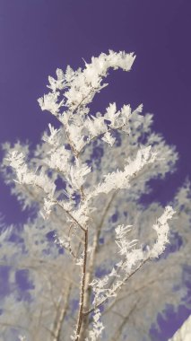 leylak arka plan, soğuk kış, klima kavramı karşı boğuk frost closeup kabarık şube