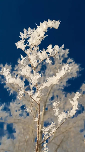 closeup fluffy branch in hoarfrost against the blue sky, cold winter, air conditioning concept