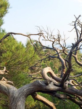 Kuru, yeşil bir arka planda ve ufukta deniz, kabuk olmadan kuru dalları, doğal fiziksel weathering üzerinde ağaç dalları budaklı. Zaman, gençlik ve yaşlılık kavramı