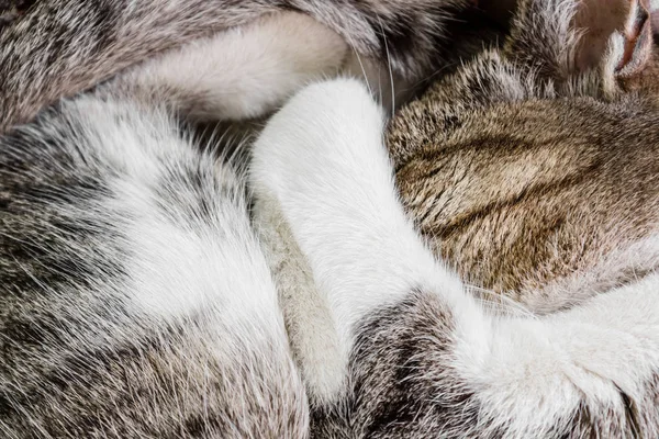 Katten stängde hennes ögon och hennes näsa tass hoprullade upp och sover i värmen, pälsen färgning är grå-vit, närbild — Stockfoto