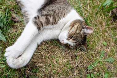 kedi pençelerini gerdi ve yeşil çim engebeve saman üzerinde yatıyor