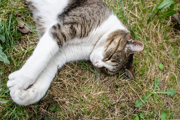 Katten sträckte hennes tassar och ligger på det gröna gräset och hö — Stockfoto