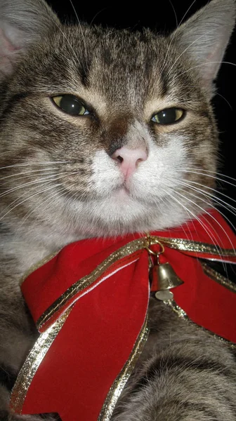 Katzenporträt mit großer roter Schleife und Glocke, Weihnachts- und Silvesteroutfit für eine Katze, Weihnachtsurlaubskonzept — Stockfoto