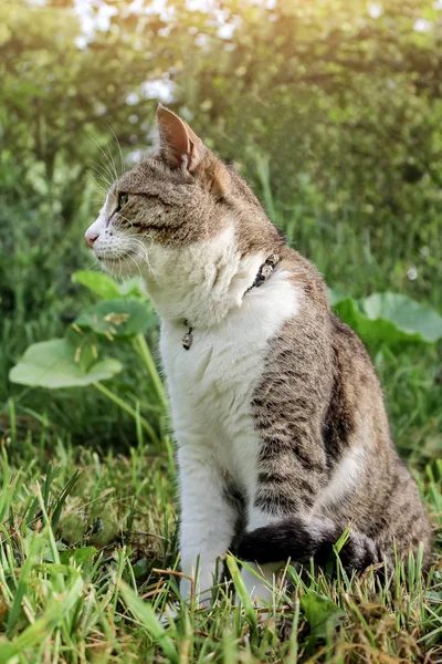 domestic cat with a collar sits in the garden against a background of green bushes and grass and looks into the distance, closeup portrait of a cat in profile