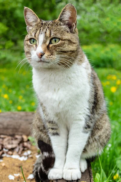 Domácí kočka s límcem sedí v zahradě na pozadí zelených keřů a trávy a dívá se do dálky, na portrét kočky — Stock fotografie