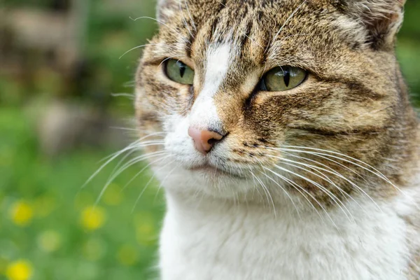 domestic cat with a collar sits in the garden against a background of green grass and yellow flowers and looks into the distance