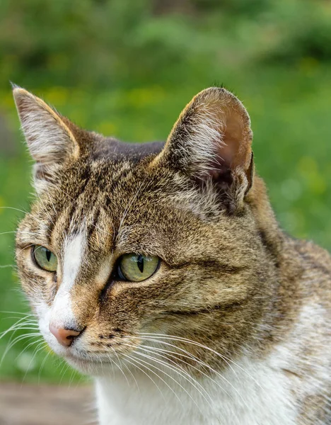 domestic cat with a collar sits in the garden against a background of green grass and looks into the distance