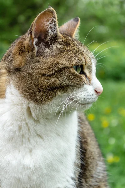 Binnenlandse kat met een kraag zit in de tuin tegen een achtergrond van groen gras en kijkt in de verte — Stockfoto