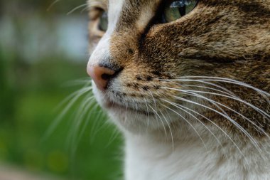 kedi bahçede yaz aylarında güneş ışığıarka planda yakın çekim yüz uzakta bakar, kedi kafası bej ve kabarık bıyık ve yeşil gözleri ile beyaz renk
