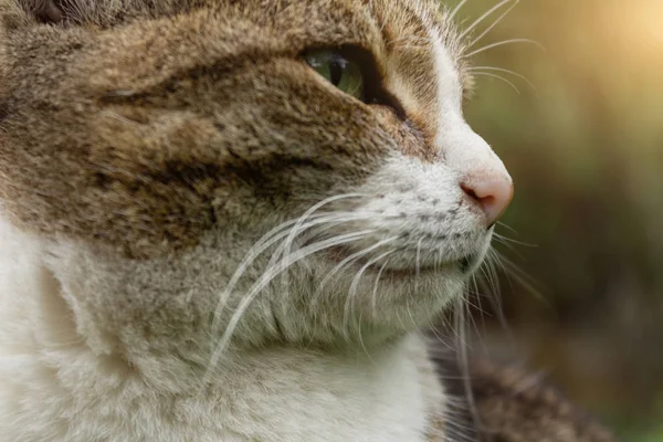 Katt ansikte närbild på bakgrunden av solljus på sommaren i trädgården ser bort, kattens huvud beige och vit färg med en fluffig mustasch och gröna ögon — Stockfoto