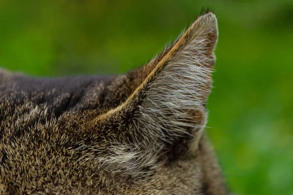 close-up cat ear with the texture of wool and hairs on green heterogeneous background