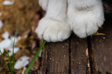 close-up two feline white paws of a sitting cat on wooden gray bars clipart